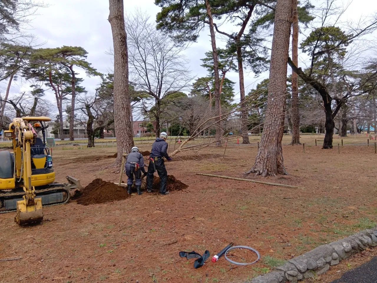 R7年度　大宮公園樹林地管理業務委託