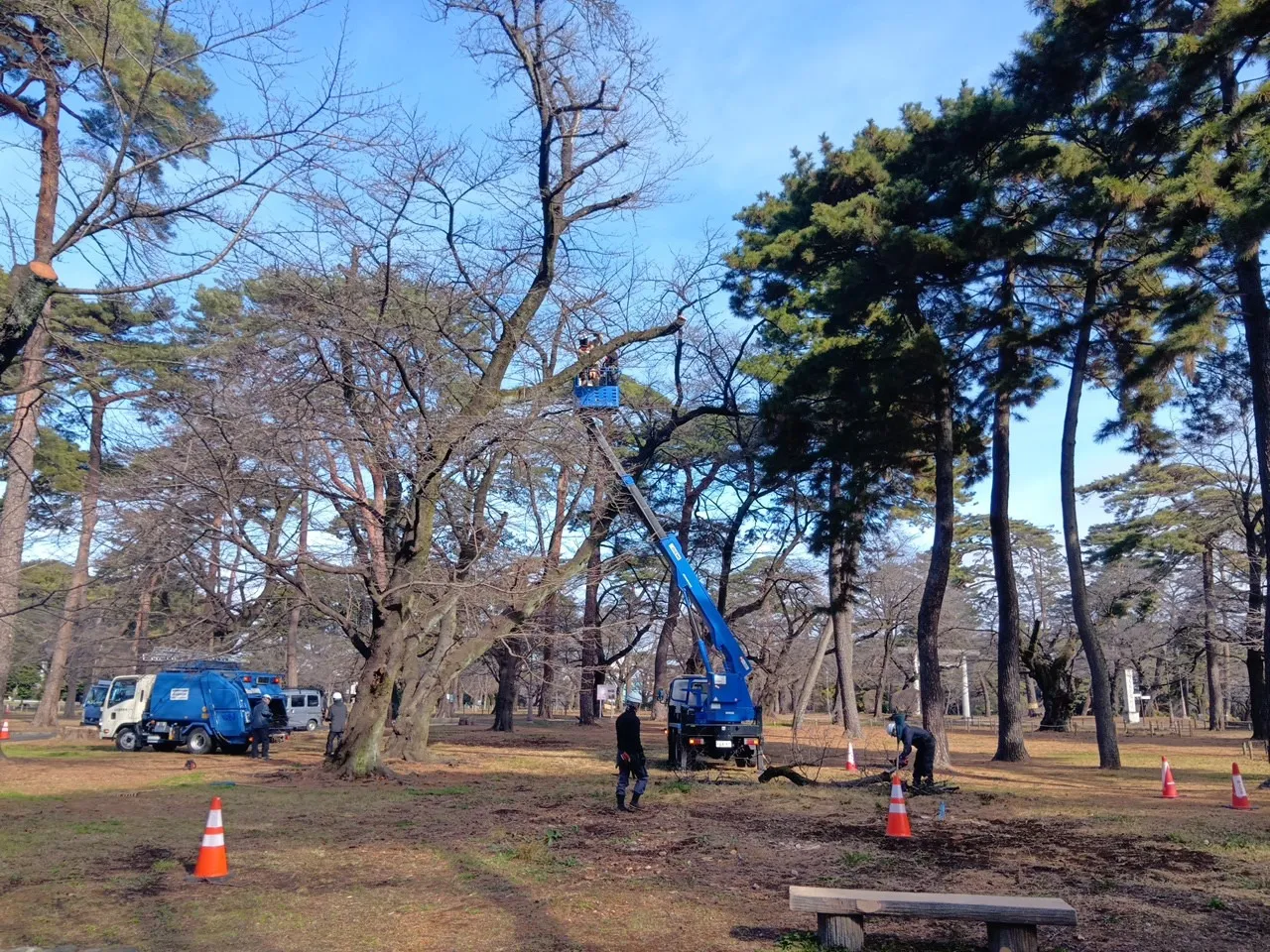 R7年度　大宮公園樹林地管理業務委託