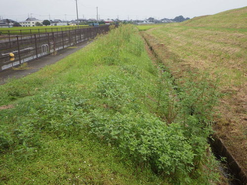 水資源機構　用水路除草工事