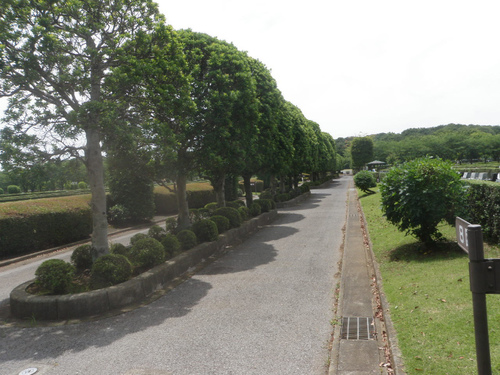 さいたま市思い出の里墓所植栽管理