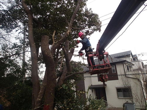 さいたま市　見沼区伐採・抜根工事