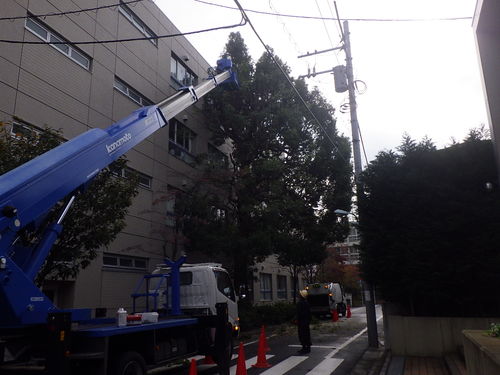 東京都目黒区のトキワ松学園剪定工事が完成致しました。