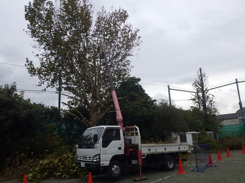 東京都目黒区のトキワ松学園剪定工事が完成致しました。