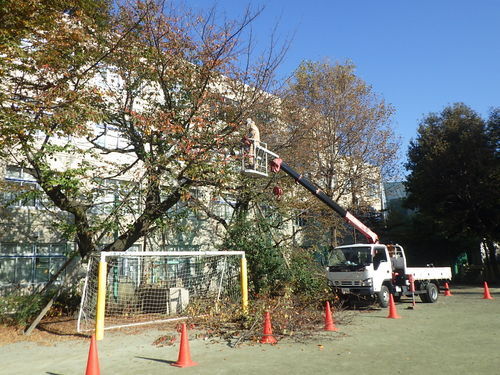 東京都目黒区のトキワ松学園剪定工事が完成致しました。