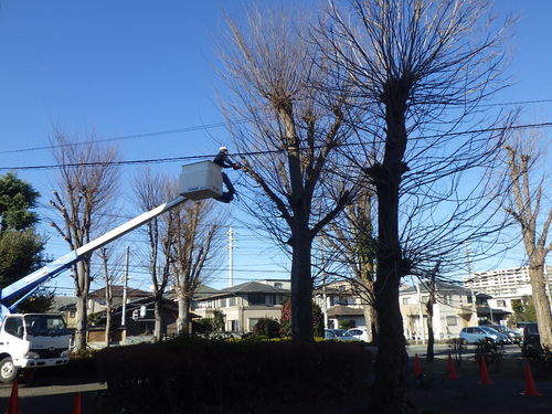 平成30年度　県営大宮植竹団地ほか剪定工事が完成致しました。