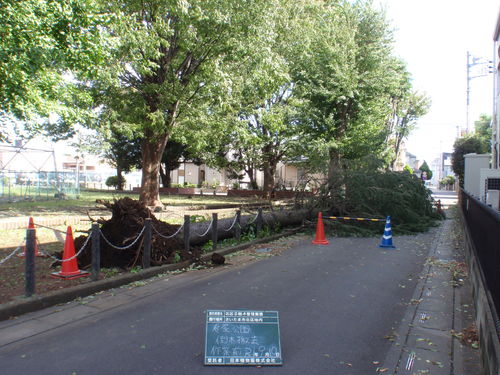 2019年台風15号による夷屋公園倒木撤去業務