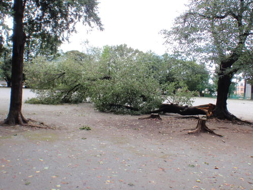 2019年台風15号による吉野公園倒木撤去業務