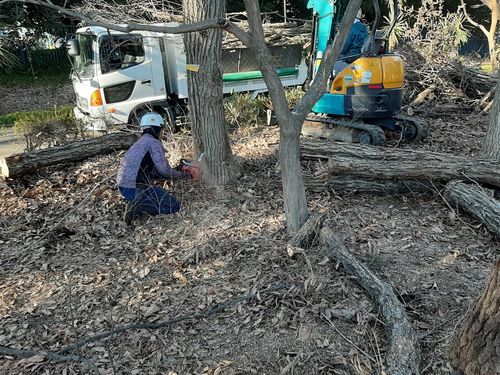 埼玉県　上尾運動公園伐採・剪定工事