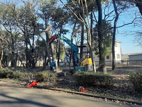 埼玉県　上尾運動公園伐採・剪定工事